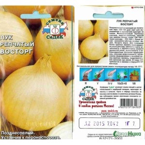 Hogyan növény hagyma mag, kertész (mag) Hogyan növény hagyma mag, kertész