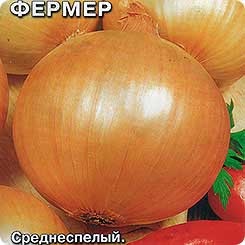 Hogyan növény hagyma mag, kertész (felső fél őrölték) Hogyan növény hagyma mag, kertész