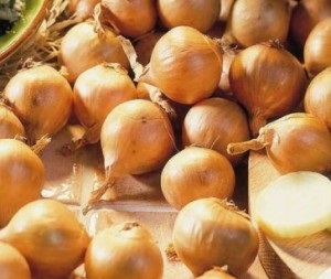 Hogyan növény hagyma mag, kertész (növény) Hogyan növény hagyma mag, kertész