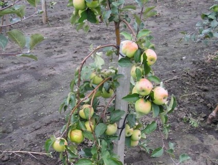 Milyen a növény egy almafa ősszel - Végigjátszás, szeretem a kertben