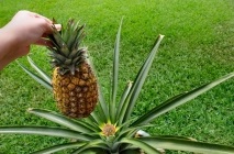 Hogyan növekszik egy ananász termesztik, mint egy otthon, egy cserje vagy fa, érlelés ültetvények
