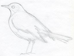 Hogyan kell felhívni a madarak lépésről lépésre egy ceruzával - tanulságok levonása - hasznos artsphera