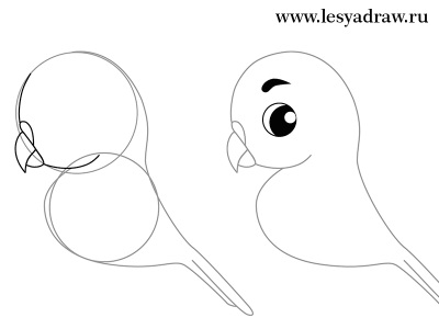 Hogyan rajzoljunk egy hullámos papagáj - tanulságok levonása - hasznos artsphera
