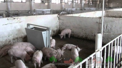 Hogyan készítsünk egy vályú a sertések és a sertések kezüket rajz és fotó bunker automata (do) Hogyan készítsünk egy vályú a sertések és a sertések kezüket rajz és fotó bunker automatikus