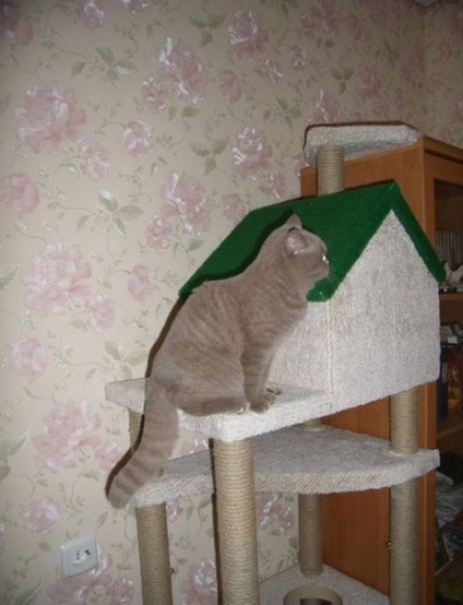 Hogyan készítsünk egy univerzális házat a macskát mester osztály - a blog állatorvosok - belanta