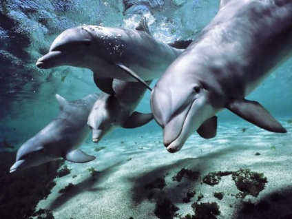 Mint alvó delfin csodálatos képességeit az emlősök