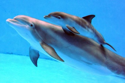 Mint alvó delfin csodálatos képességeit az emlősök