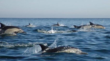 Mint alvó delfin csodálatos képességeit az emlősök