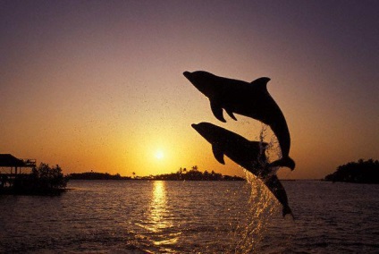 Mint alvó delfin csodálatos emlősök kapacitás (delfin) Mint alvó delfin csodálatos képességeit az emlősök