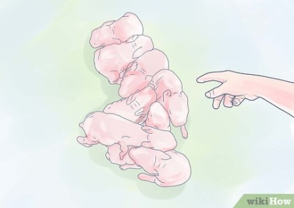 Hogyan törődik egy újszülött nyulak