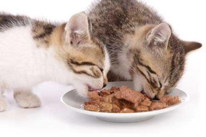 Hogyan válasszuk ki a gyógyhatású élelmiszer macskáknak