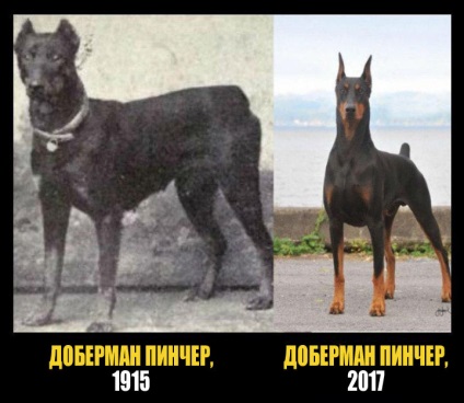 Mit ismert kutyafajta 100 évvel ezelőtt