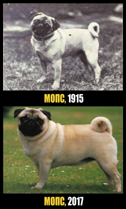 Mit ismert kutyafajta 100 évvel ezelőtt