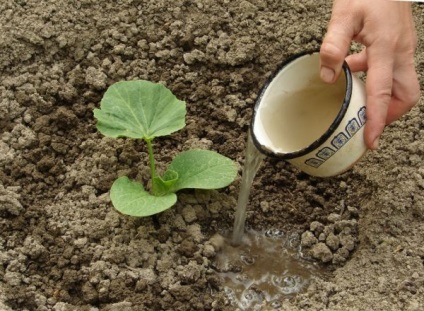 Hogyan Grow sütőtök, kertész (muscat) Hogyan Grow sütőtök, kertész