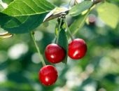 Hogyan növekszik őszibarack - ültetés és védelem a betegségek ellen (őszibarack) Hogyan növekszik őszibarack - ültetés és védelem a betegségek ellen