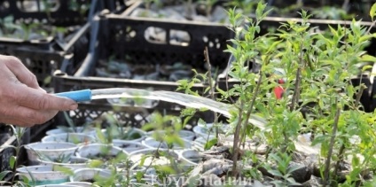 Hogyan növekszik Goji a kertben, és az ablakpárkányon - egy kört a tudás
