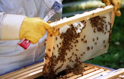 Hogyan kell tárolni a méhsejt otthon, hogyan kell elkészíteni a cella