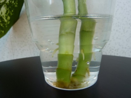 Kalanchoe transzplantáció és 6 lehetőség szaporodás, gondoskodás, föld Kalanchoe (tenyésztés) Kalanchoe transzplantáció és 6 lehetőség szaporodás, gondoskodás, föld Kalanchoe