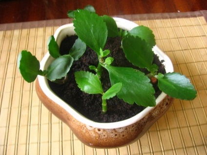 Kalanchoe transzplantáció és 6 lehetőség szaporodás, gondoskodás, föld Kalanchoe (Kalanchoe) Kalanchoe transzplantáció és 6 lehetőség szaporodás, gondoskodás, föld Kalanchoe