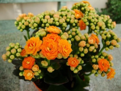 Kalanchoe transzplantáció és 6 lehetőség szaporodás, gondoskodás, föld Kalanchoe (tenyésztés) Kalanchoe transzplantáció és 6 lehetőség szaporodás, gondoskodás, föld Kalanchoe
