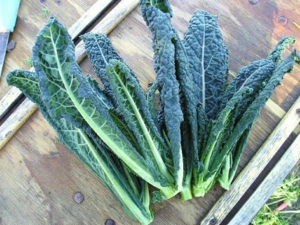 Kale leírás, jellemzői a termesztés, fajták, fotó (leírás) Kale leírás, jellemzői a termesztés, a fajtákat, fotók