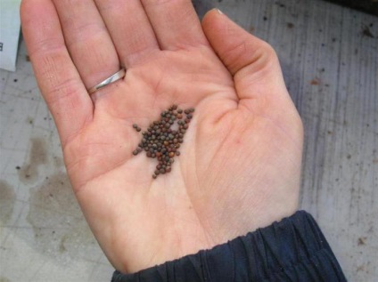 Kale leírás, jellemzői a termesztés, fajták, fotó (tat) Kale leírás, jellemzői a termesztés, a fajtákat, fotók