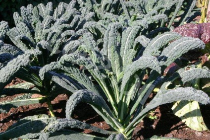 Kale leírás, jellemzői a termesztés, fajták, fotó (tat) Kale leírás, jellemzői a termesztés, a fajtákat, fotók