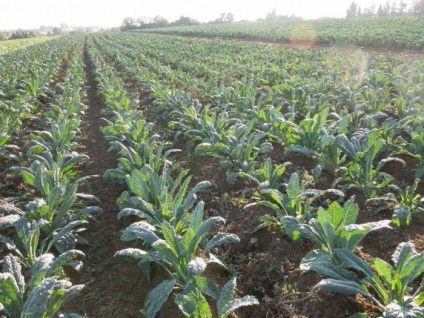 Kale leírás, jellemzői a termesztés, a fajtákat, fotók