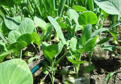 Kale leírás, jellemzői a termesztés, fajták, fotó (növendék) Kale leírás, jellemzői a termesztés, a fajtákat, fotók