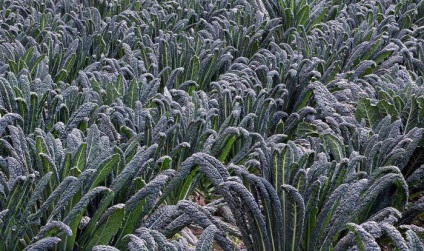 Kale leírás, jellemzői a termesztés, fajták, fotó (jellemzők) Kale leírás, jellemzői a termesztés, a fajtákat, fotók