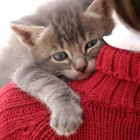 Kasztráció macskák - és ellen - Veterinary Clinic Zoovet Cseljabinszk