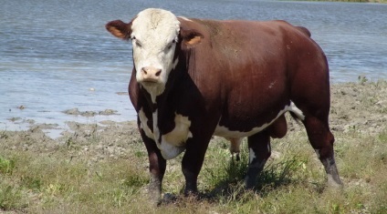 Kazah fehér fajta tehenek