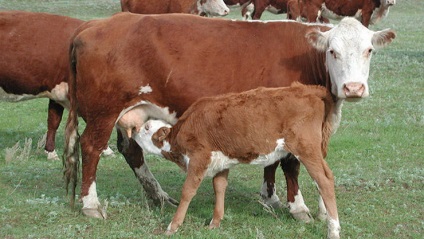 Kazah fehér fajta tehenek