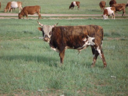 Kazah fehér fajta tehenek jellemzők, a funkciók és vélemények