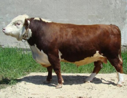 Kazah fehér fajta tehenek szarvasmarha jellemzése