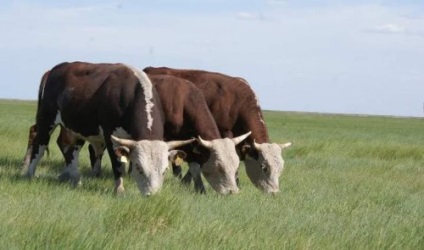 Kazah fehér fajta tehenek szarvasmarha jellemzése