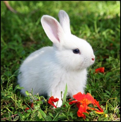 До чого сниться білий кролик, що означає бачити це тварина уві сні