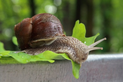 Miért álom egy csiga, hogy egy nő az alvás, hogy összegyűjti (cochlea) Miért álom egy csiga nő álma őket, hogy összegyűjtse