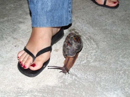 Miért álom egy csiga, hogy egy nő az alvás, hogy összegyűjti (cochlea) Miért álom egy csiga nő álma őket, hogy összegyűjtse