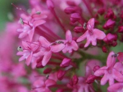 Kentrantus Gruber növekvő magról ültetés a nyílt terepen (kentrantus) Kentrantus Gruber növekvő magról ültetés a nyílt terepen