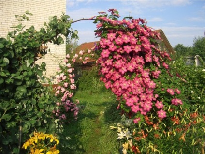 Clematis a kertben a video oktatás növekvő saját kezét, fotók