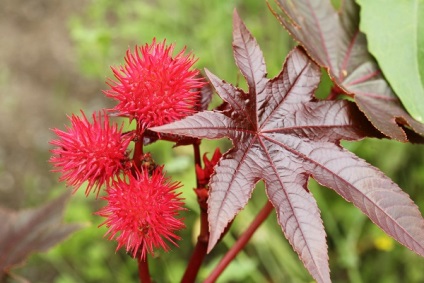 Castor képek, ültetés és gondozás (ricinus) Castor képek, ültetés és gondozás