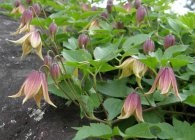 Clematis fajok, gondoskodás, metszés (virágzás után) Clematis fajok, gondoskodás, metszés