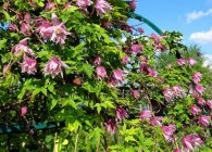 Clematis fajok, gondoskodás, metszés (virágzás után) Clematis fajok, gondoskodás, metszés