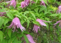 Clematis fajok, gondoskodás, metszés (virágzás után) Clematis fajok, gondoskodás, metszés