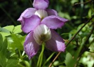 Clematis fajok, gondoskodás, metszés (Clematis fajok fajták egyre növénynemesítési ellátás függőleges kert díszítő jellegű használat) Clematis fajok, gondoskodás, metszés