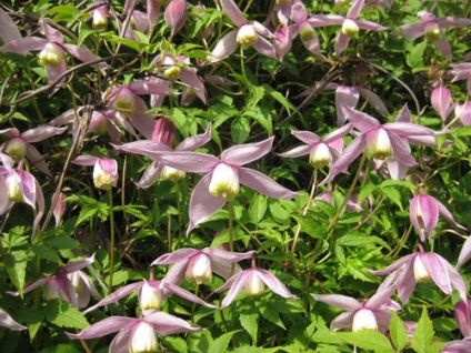Clematis fajok, ellátás, metszés (vágás) Clematis fajok, gondoskodás, metszés