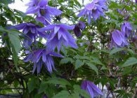 Clematis fajok, gondoskodás, metszés (Clematis fajok fajták egyre növénynemesítési ellátás függőleges kert díszítő jellegű használat) Clematis fajok, gondoskodás, metszés
