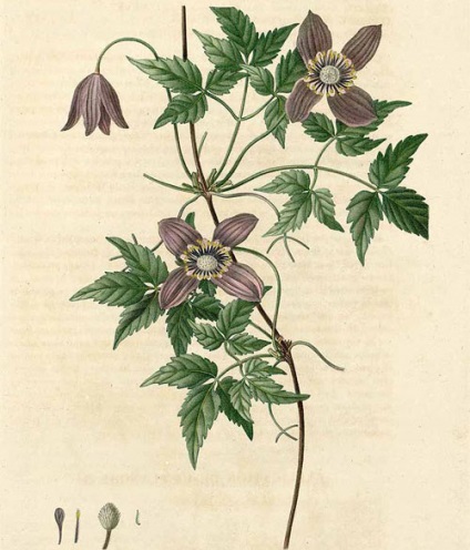Clematis fajok, gondoskodás, metszés (virágzás után) Clematis fajok, gondoskodás, metszés