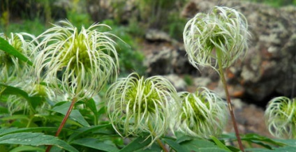 Clematis fajok, gondoskodás, metszés (virágzás után) Clematis fajok, gondoskodás, metszés